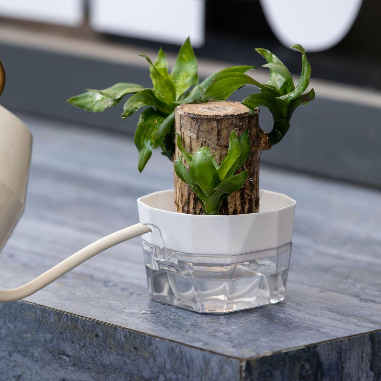 Vaso Hidropônico de Duas Camad - Self-Watering Planter avaliação e preço