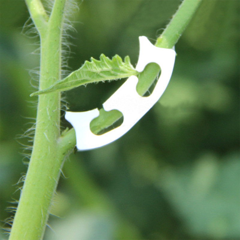 50/100 pçs botânica-haste vide - Gardening Tools Hoe avaliação e preço