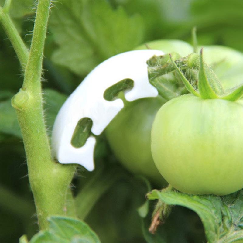 50/100 pçs botânica-haste vide - Gardening Tools Hoe avaliação e preço